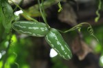 Diplocyclos tenuis