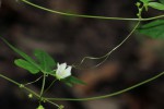 Diplocyclos tenuis