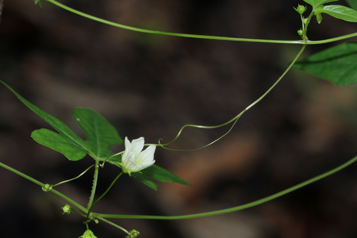 Diplocyclos tenuis