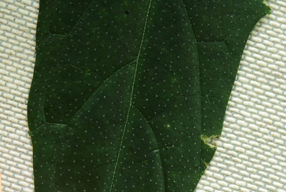 Diplocyclos tenuis