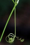 Diplocyclos tenuis