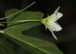 Diplocyclos tenuis