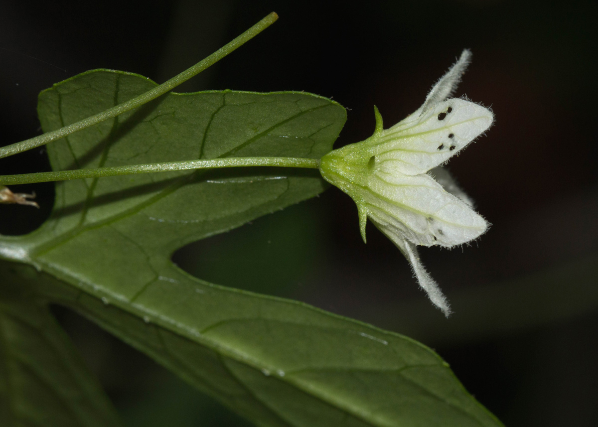 Diplocyclos tenuis