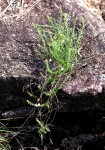 Polygala adamsonii