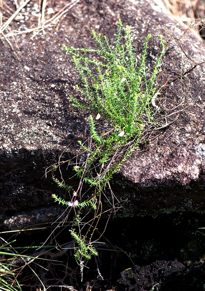 Polygala adamsonii