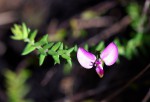 Polygala adamsonii