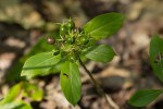 Pavetta pumila
