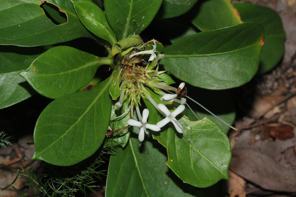 Pavetta pumila