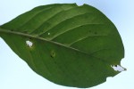 Pavetta pumila