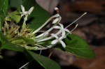 Pavetta pumila