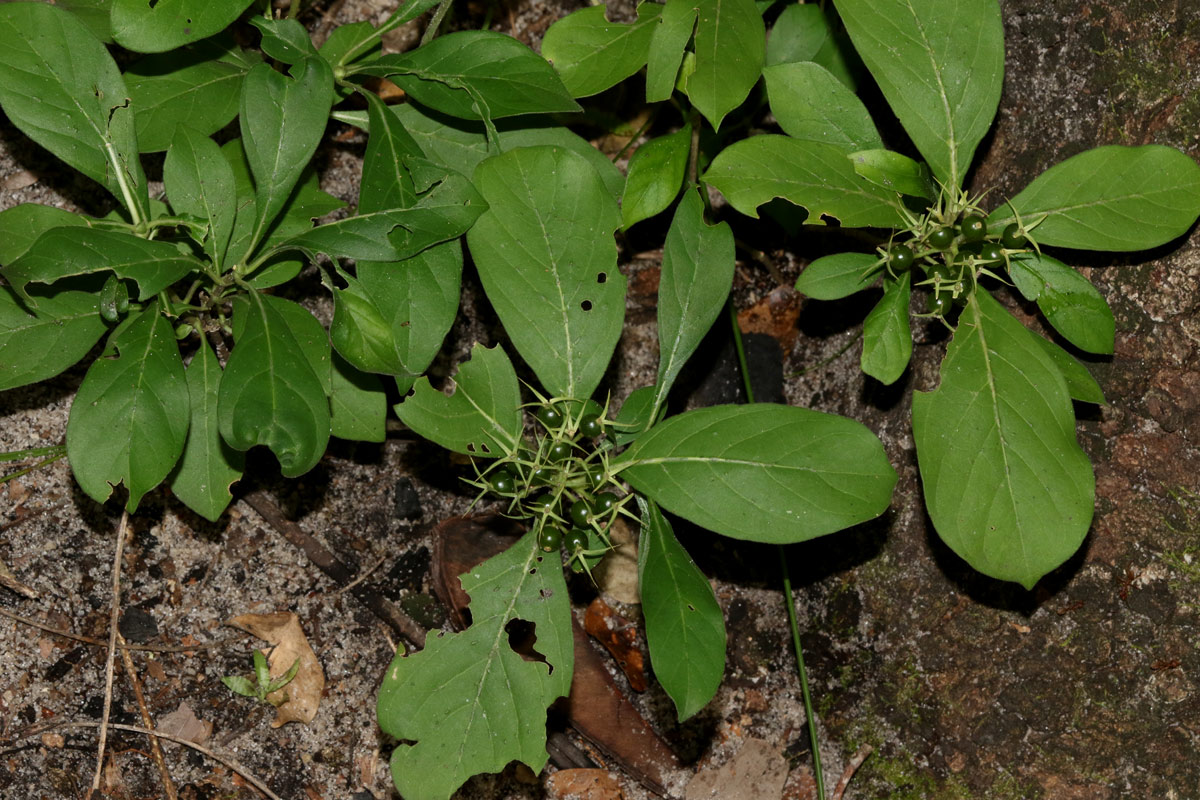 Pavetta pumila