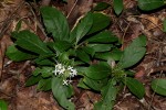Pavetta pumila