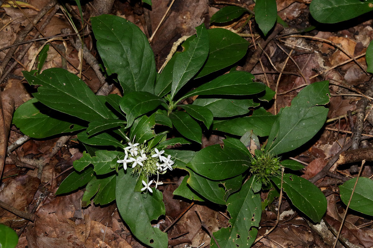 Pavetta pumila