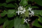 Pavetta pumila