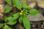 Pavetta pumila