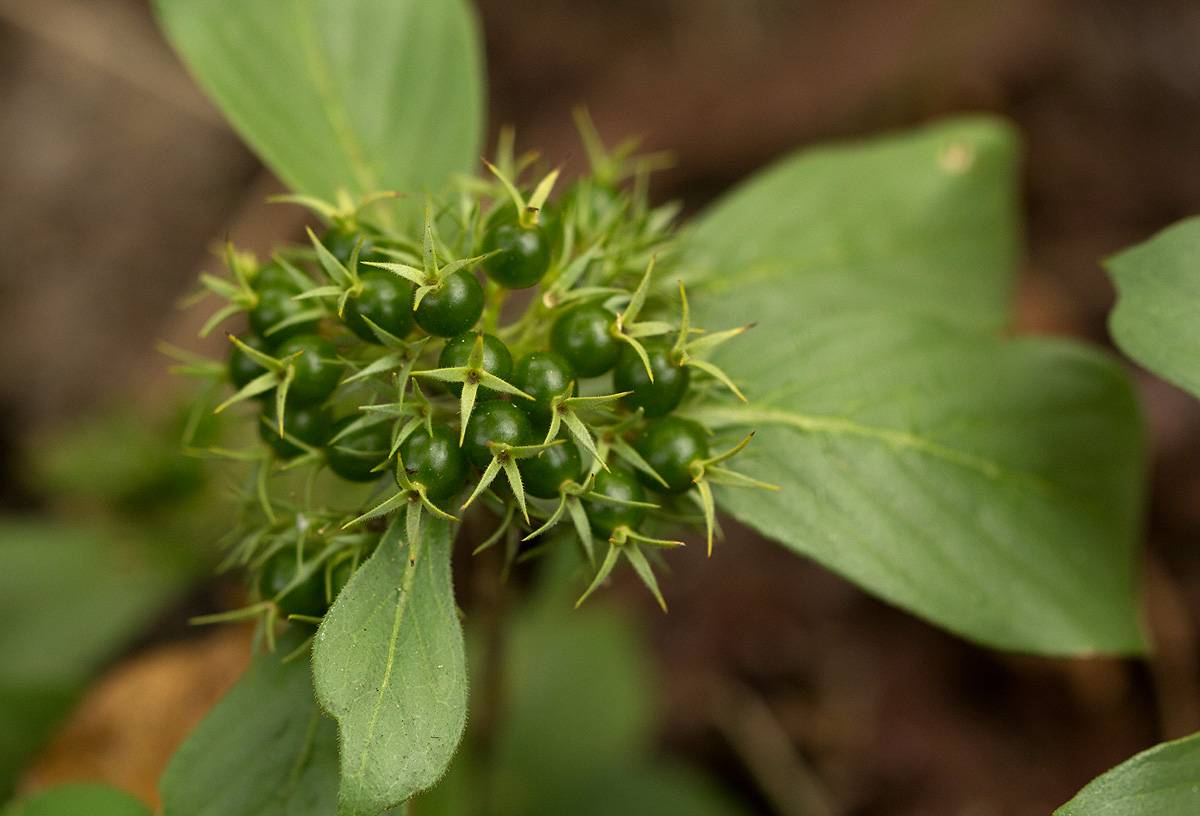 Pavetta pumila