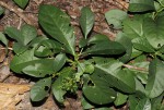 Pavetta pumila