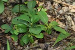 Pavetta pumila