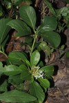 Pavetta pumila