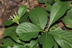 Pavetta pumila