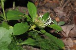 Pavetta pumila