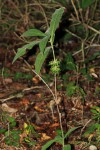Pavetta decumbens
