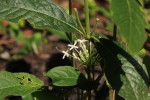 Pavetta decumbens