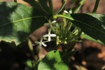 Pavetta decumbens