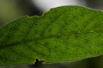 Pavetta decumbens