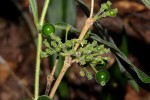 Pavetta decumbens