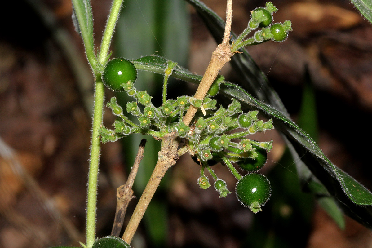 Pavetta decumbens