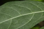 Pavetta decumbens