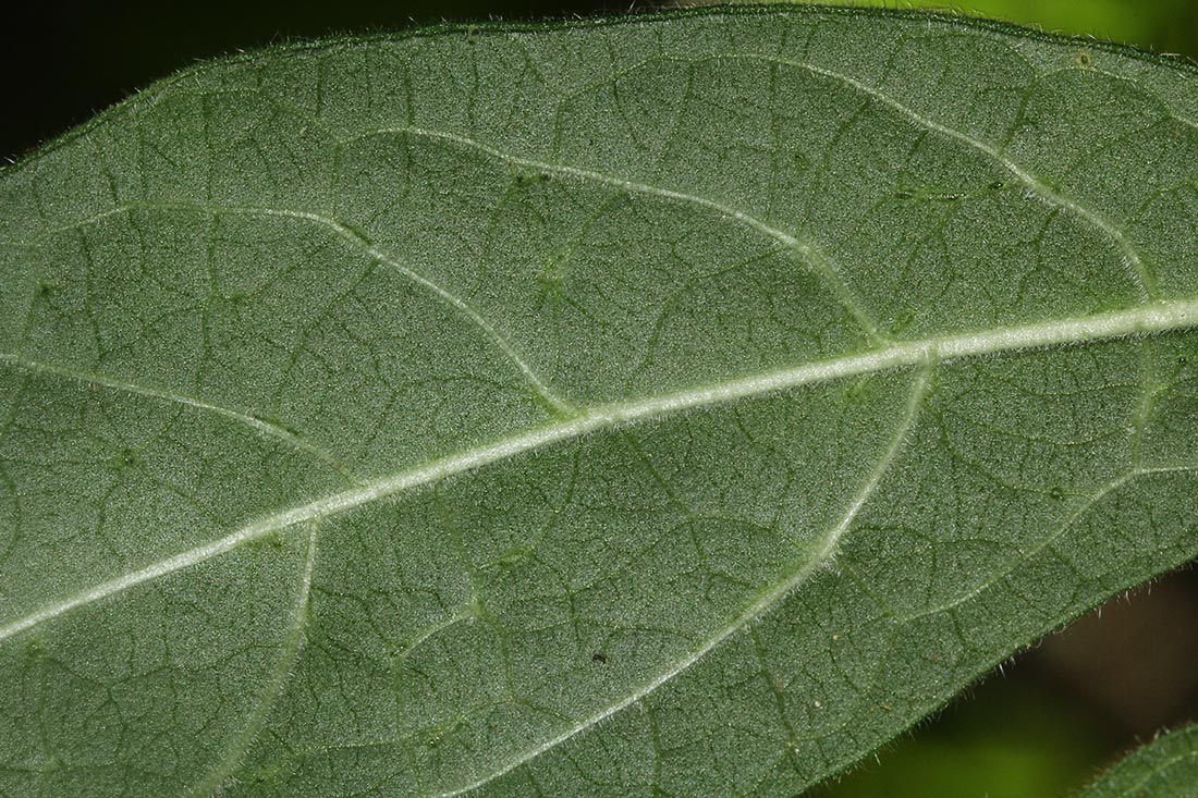 Pavetta decumbens