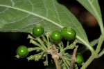 Pavetta decumbens