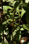 Pavetta decumbens