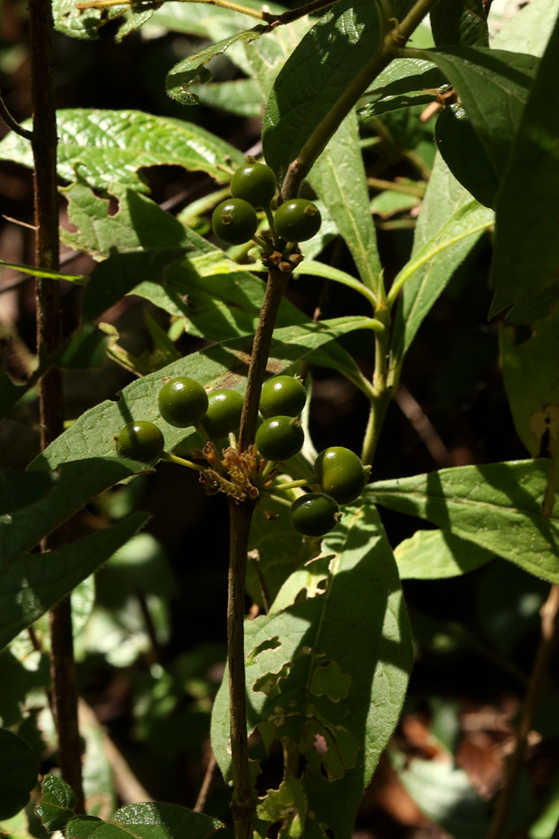 Pavetta decumbens