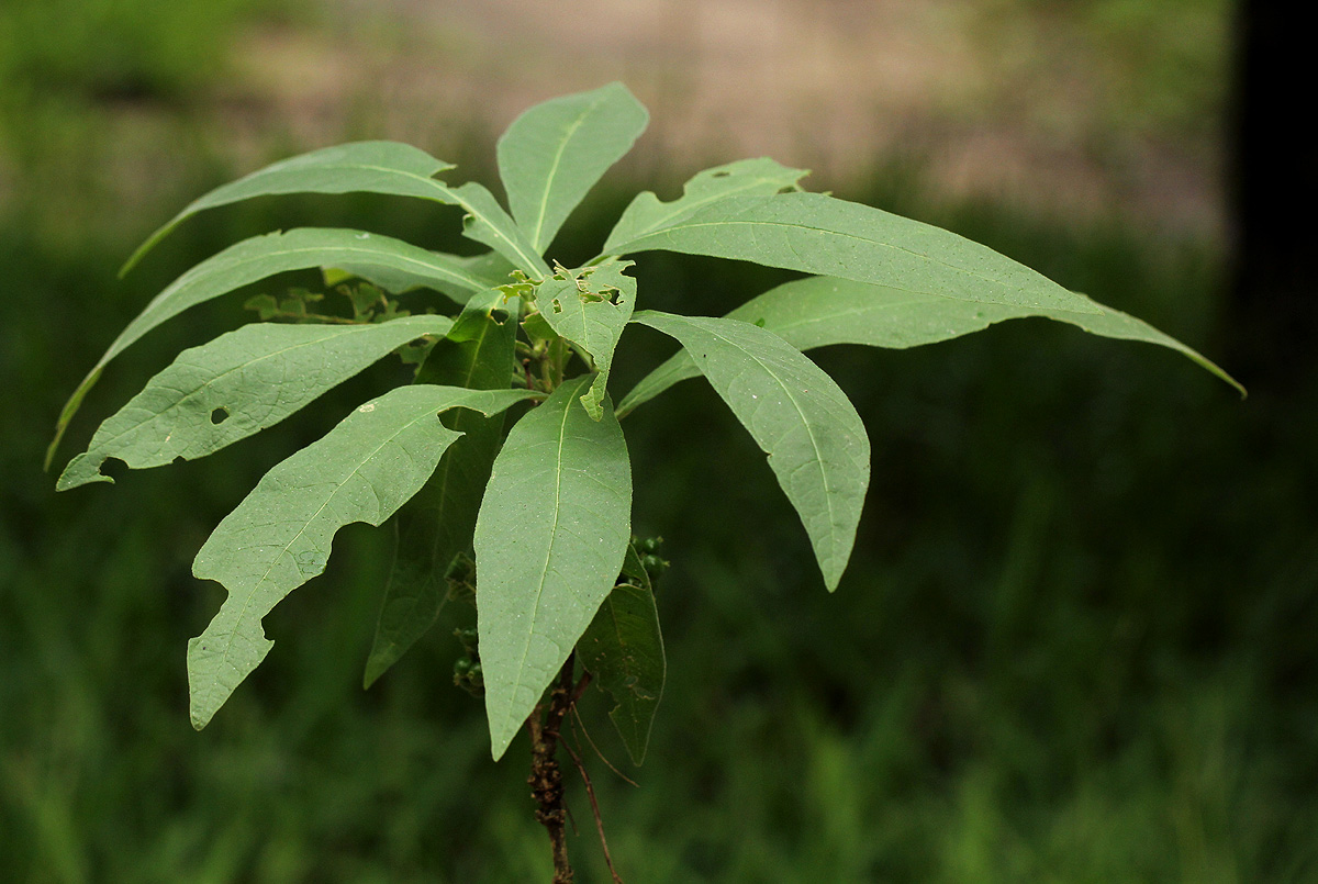 Pavetta decumbens