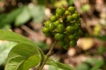 Pavetta decumbens