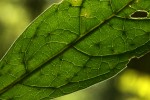 Pavetta decumbens