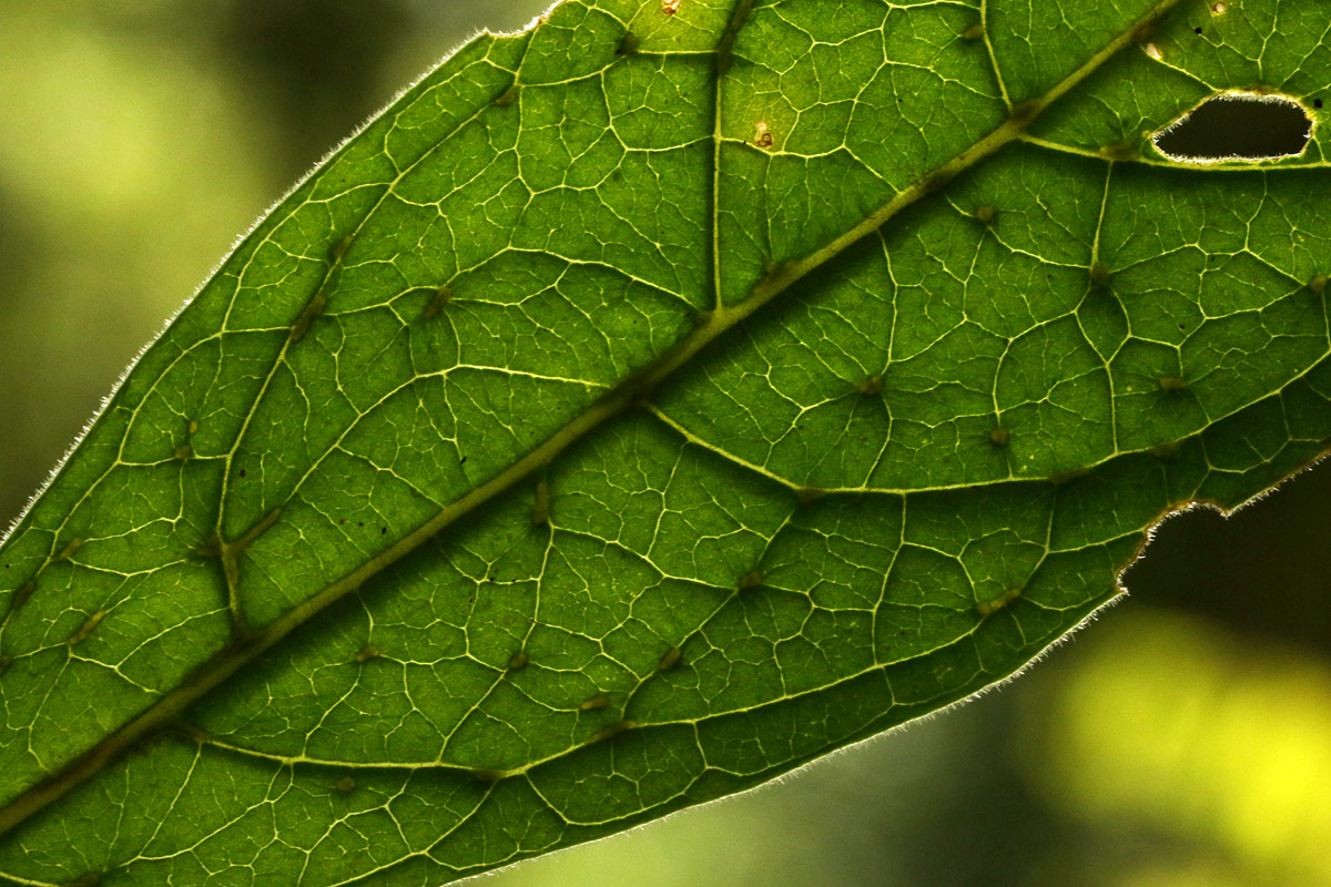 Pavetta decumbens