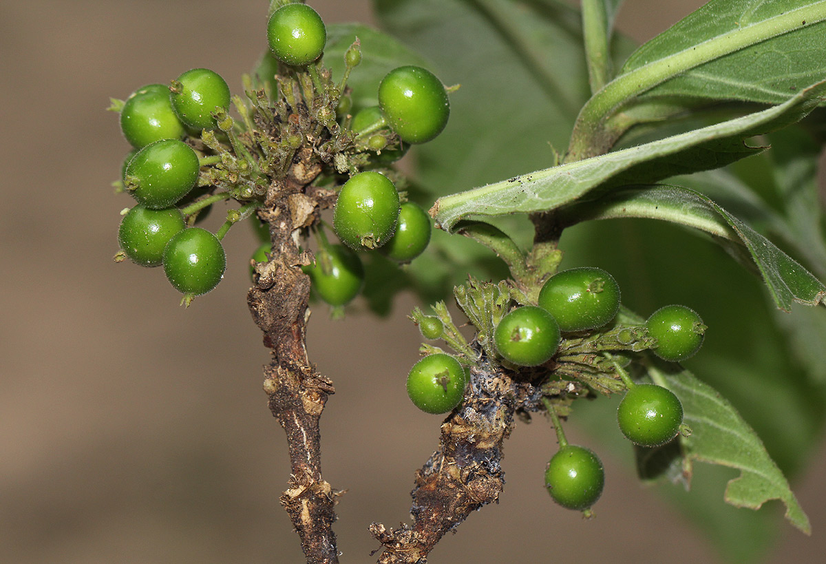 Pavetta decumbens