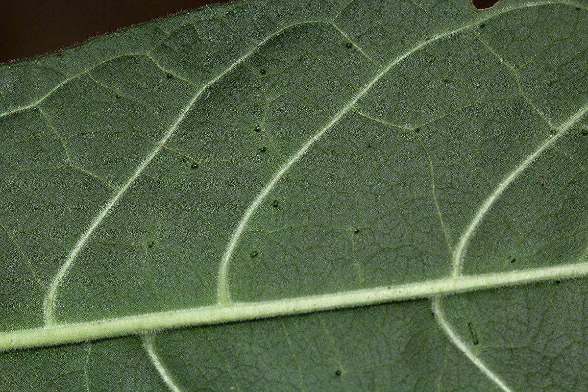 Pavetta decumbens