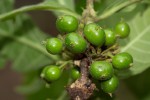 Pavetta decumbens