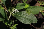 Pavetta decumbens