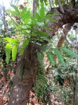 Sorindeia madagascariensis