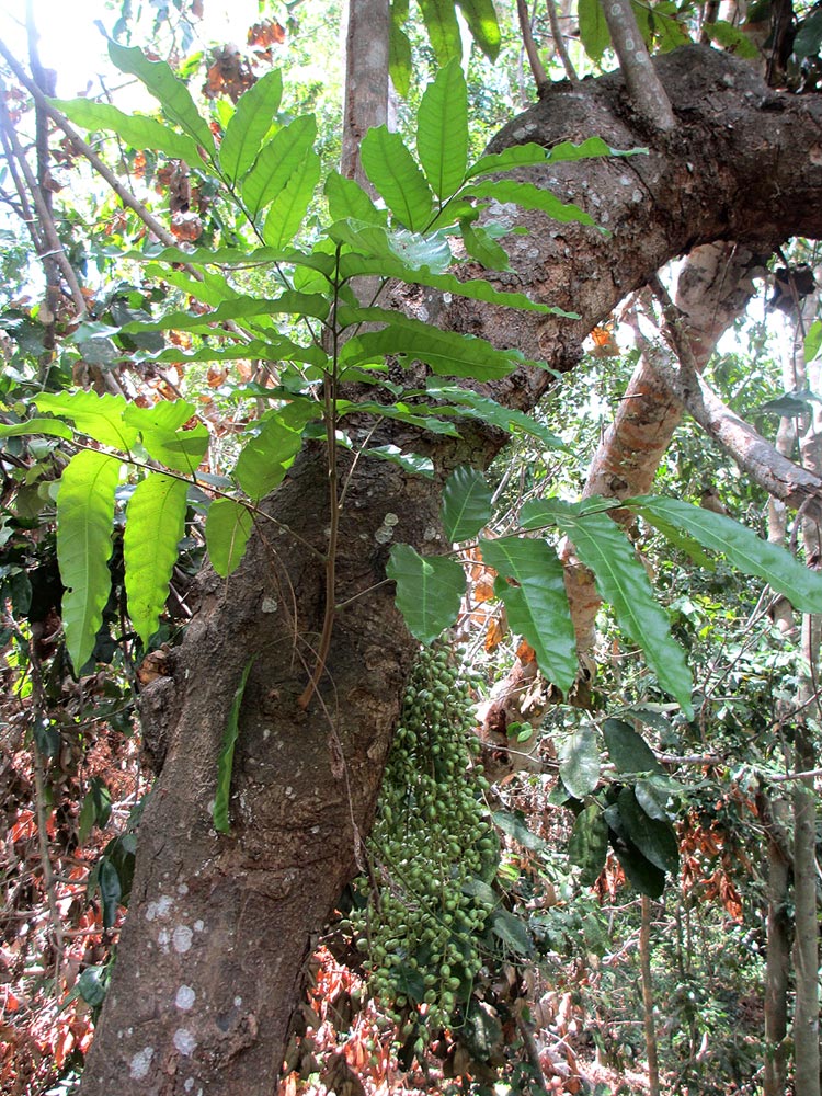 Sorindeia madagascariensis