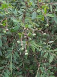Ozoroa gomesiana