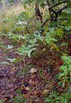 Erythrina humeana