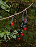 Erythrina humeana
