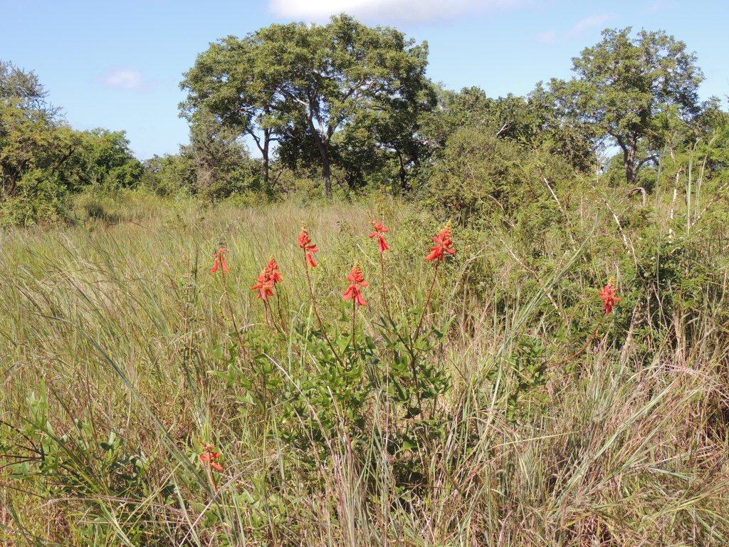 Erythrina humeana